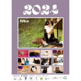 Kalendarz z kotami na rok 2024